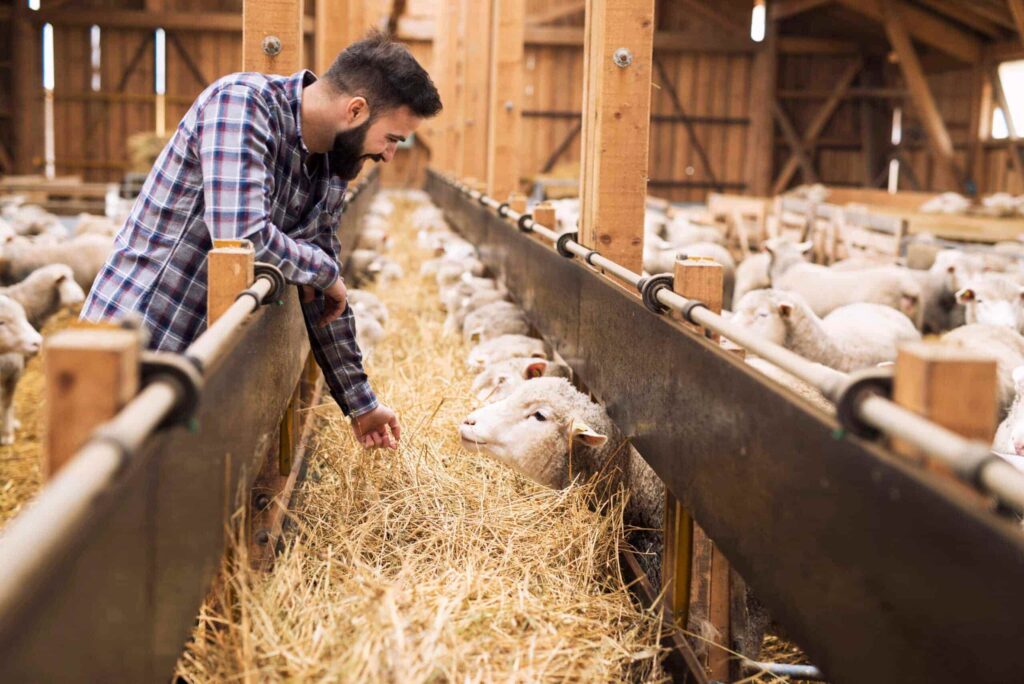 éleveur dans son étable devant une mangeoire avec son troupeau de moutons