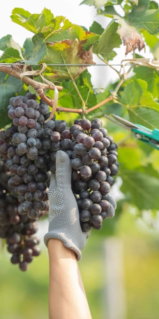 Vendange manuelle d'une grappe de raisin noir