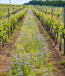 culture vigne enherbement inter rangs, préservation des sols