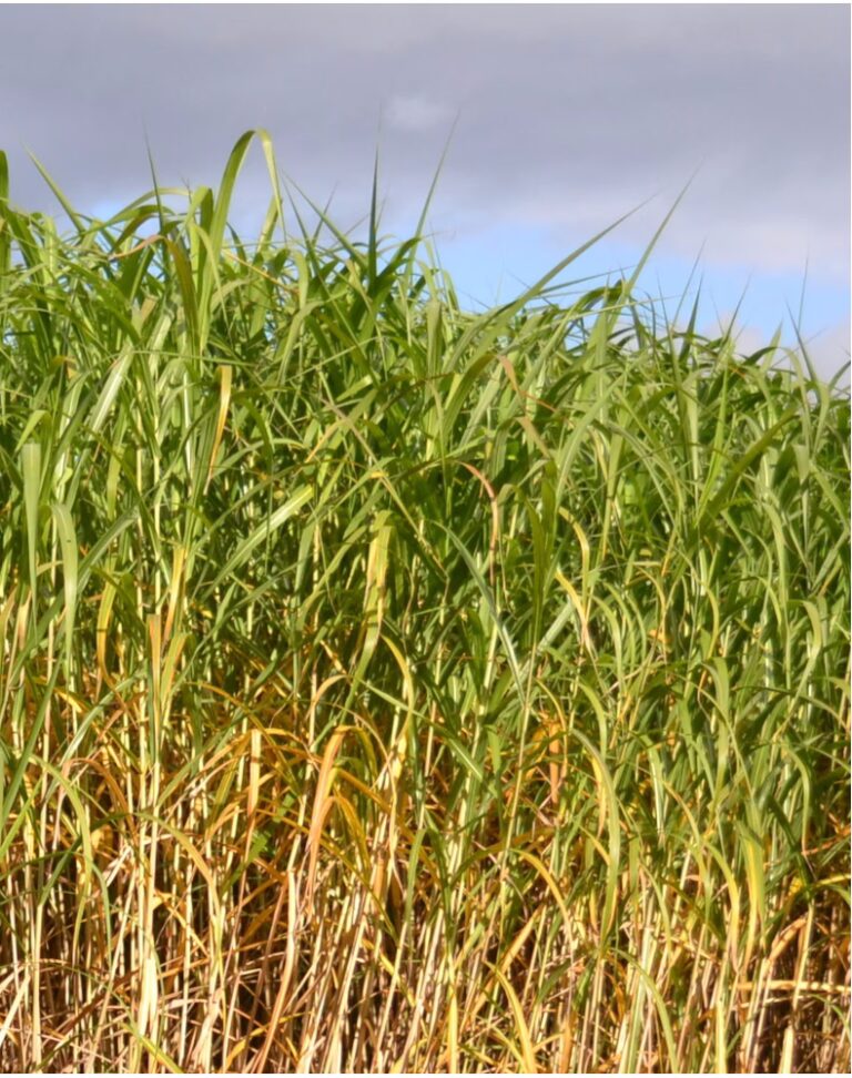 Culture de miscanthus, culture pour l'énergie renouvelable et le développement durable
